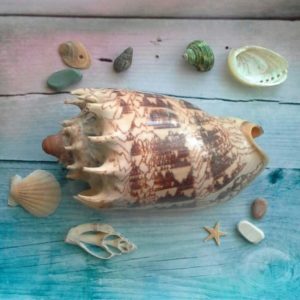 Морські та океанічні мушлі