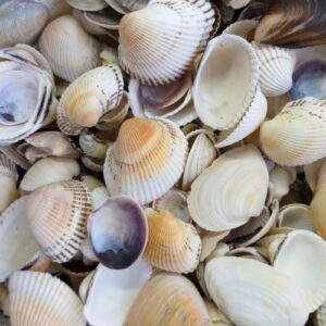 Морські мушлі асорті
