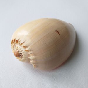 Морська мушля Melo Diadema/Мело діадема 6,6", Шрі-Ланка.
