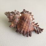 Морська мушля Murex microphyllus, 85 мм, Північ Шрі-Ланка.