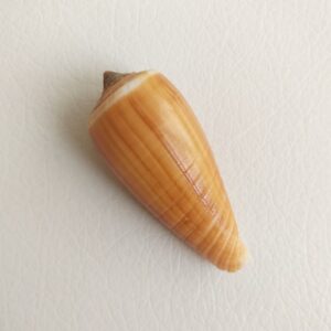 Колекційна морська мушля Конус Conus Radiatus, 60 мм, Філіппіни.