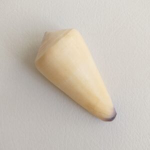 Морська мушля Conus Virgo, 75 мм, Філіппіни.