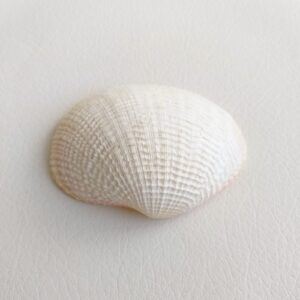 Морська раковина непарна Fimbria fimbriata, 72 мм, Філіппіни.