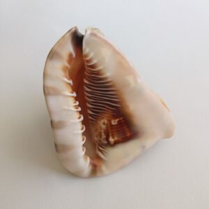 Морська раковина Кассіс тубероза/Cassis tuberosa 6".