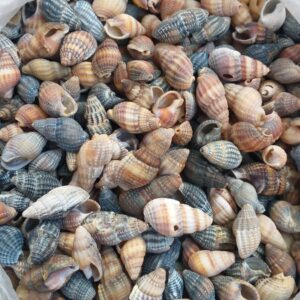 Морські мушлі Тритія сітчаста/Tritia reticulata, 100 грам.