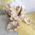 Корали натуральні Монтіпора листова/Montipora sp., 3 штуки.