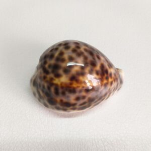 Морська мушля Ципрея тигрис/Cypraea tigris, 80 мм, Австралія.