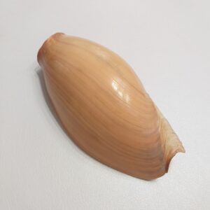 Колекційна морська мушля Цимбиум глянс/Cymbium glans, 19,5 см.