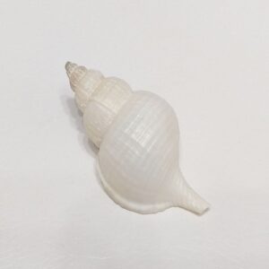 Колекційна морська мушля Fusitriton magellanicus, 80 мм, ПАР.