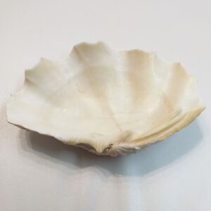 Морська мушля непарна Tridacna gigasТридакна, 25,5 см, Карибські острови.