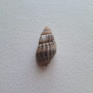 Морська мушля Тритія сітчаста Tritia reticulata, №1, 2,7 см, 1 шт.