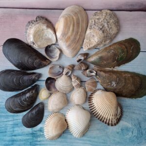 Морські мушлі набір №3, 25 шт, 2-8,5 см, 113 грам.