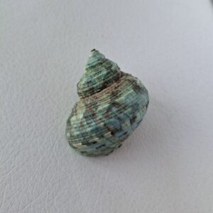 Морська мушля Turbo silver green, 47 мм, Індонезія.