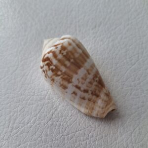 Морська мушля Strombus luhuanus, 49 мм, Філіппіни.