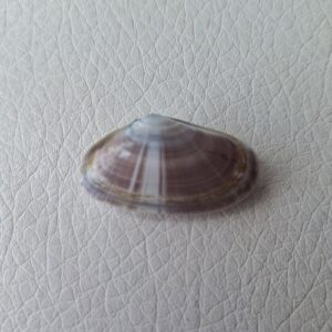 Морська мушля Donax trunculus, двостулкова, 28 мм, Україна.
