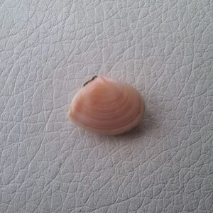 Морська мушля рожева Moerella Tellina, двостулкова, 17 мм.