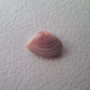 Морська мушля рожева Moerella Tellina, двостулкова, 17,5 мм.