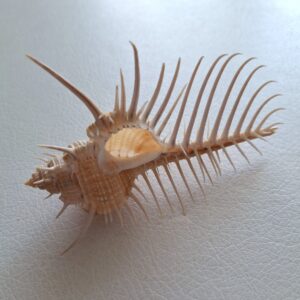 Морська колекційна мушля Мurex pecten, 102 мм, Індонезія.