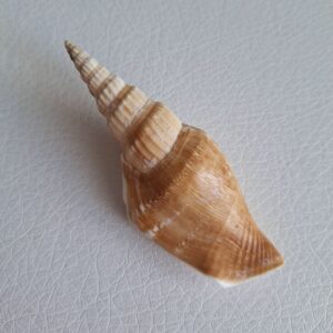 Морська мушля Doxander vittatus entropi, 79 мм, Філіппіни.