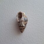 Морська мушля Тритія сітчаста Tritia reticulata, №2, 2,8 см, 1 шт.