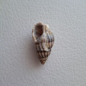 Морська мушля Тритія сітчаста Tritia reticulata, №2, 2,8 см, 1 шт.