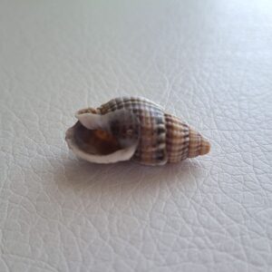 Морська мушля Тритія сітчаста Tritia reticulata, №3, 2,8 см, 1 шт.
