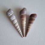 Морська мушля Turritella terebra, 757260 мм, Шрі-Ланка, 3 шт.